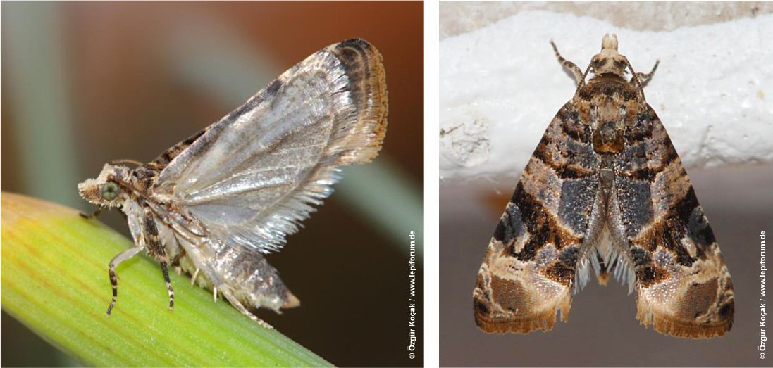 Adultos de lobesia botrana